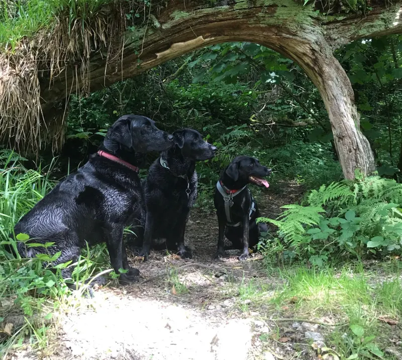 Falcon, Obie and Bonnie
